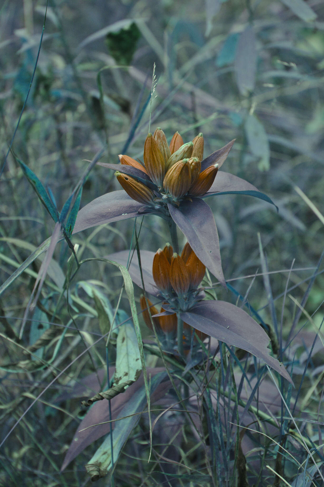 Image of <i>Gentiana <i>andrewsii</i></i> var. andrewsii