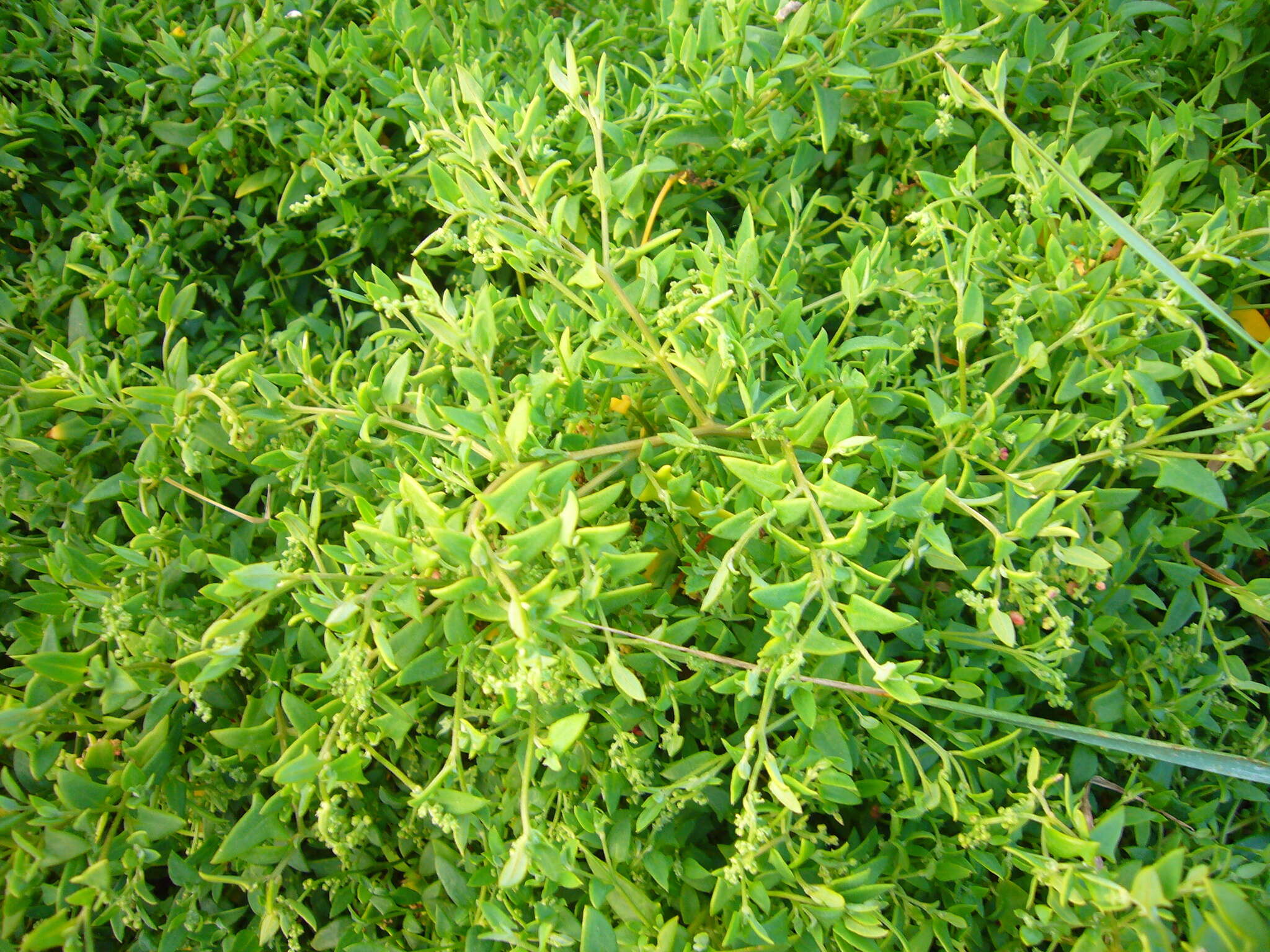 Plancia ëd Chenopodium nutans (R. Br.) S. Fuentes & Borsch