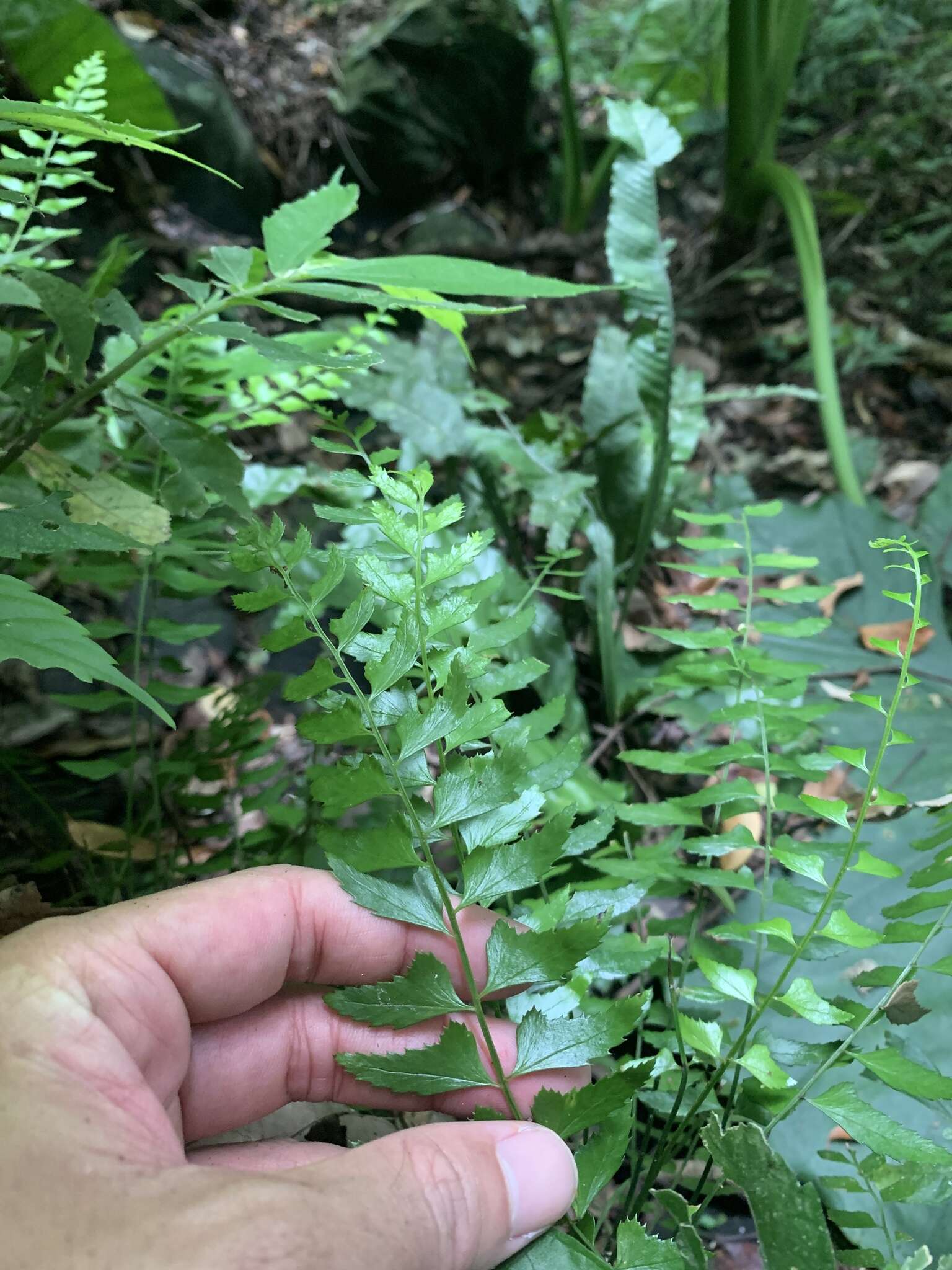 Polystichum formosanum Rosenst. resmi