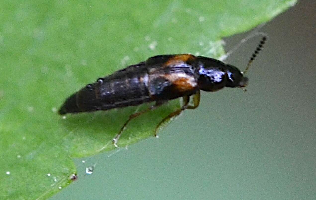 Image of Carphacis striatus (Olivier & A. G. 1795)