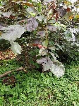 Imagem de Corylus maxima Mill.