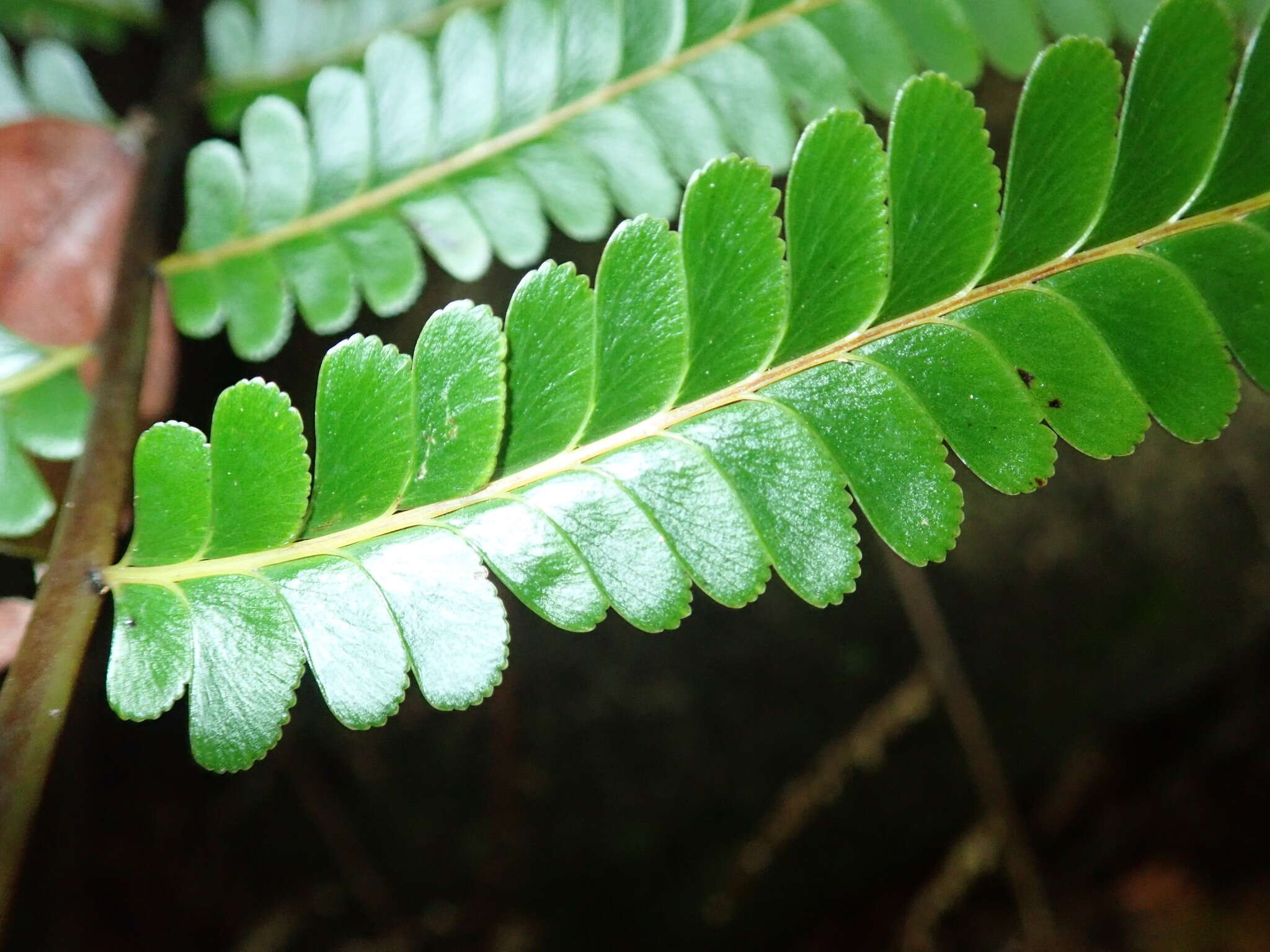 Image of Nesolindsaea kirkii (Hook.) Lehtonen & Christenh.