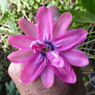 Image of Passiflora rosea (Karsten) Killip