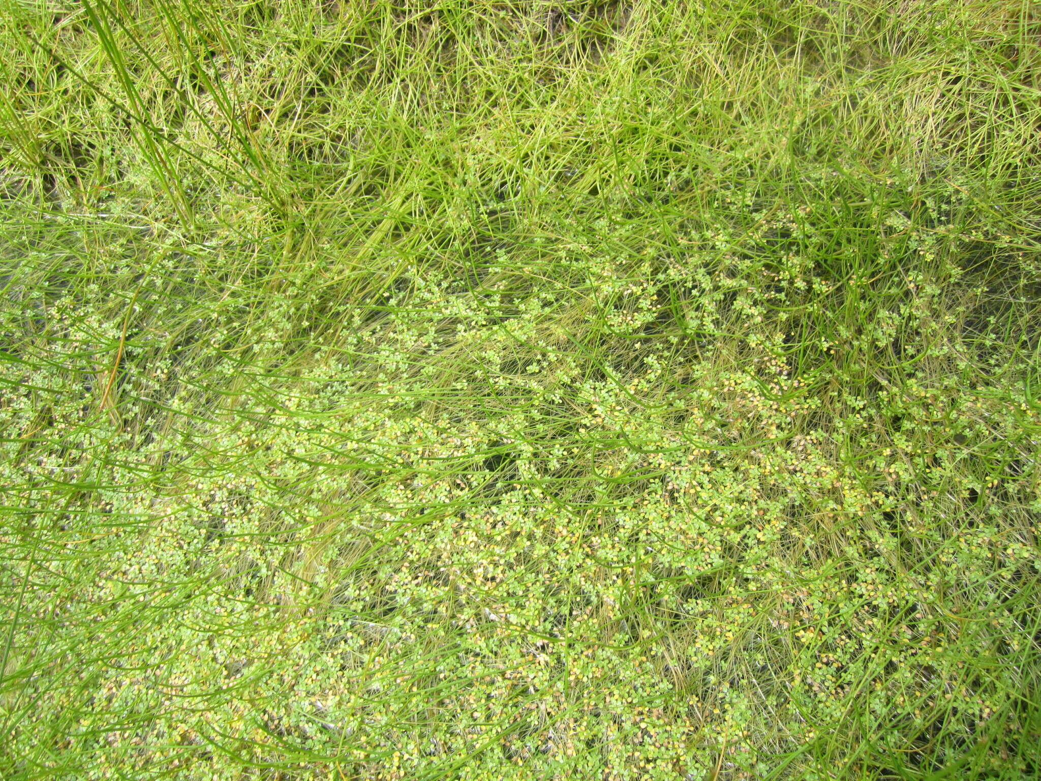 Image of Lobb's Water-Crowfoot