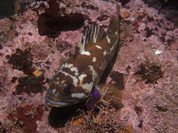 Image of Gopher rockfish