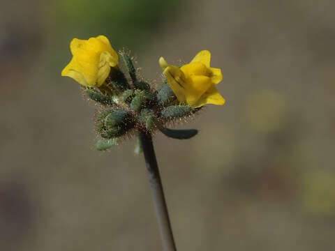 Слика од Linaria simplex (Willd.) DC.