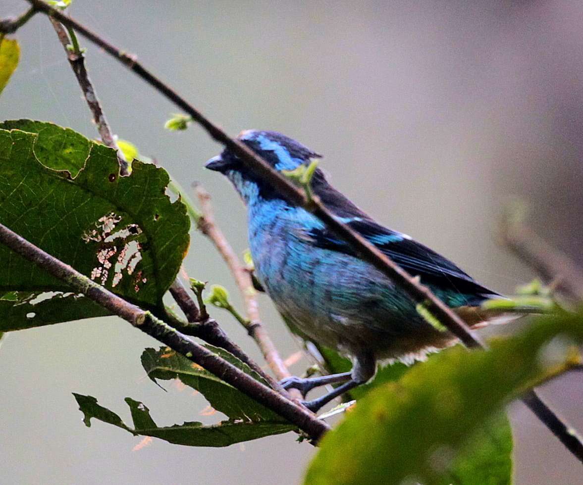 Слика од Tangara cyanotis (Sclater & PL 1858)