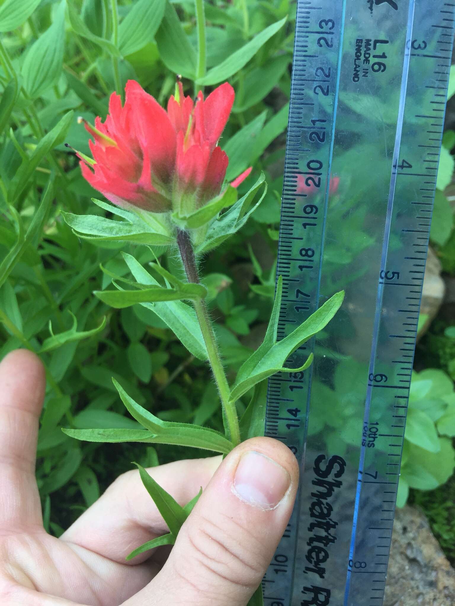 Image of Henry Indian paintbrush