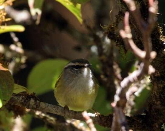 Image of Ashy-throated Warbler