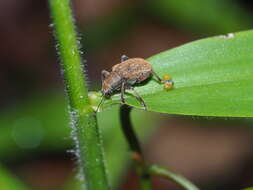 Image of Fidia gracilicornis