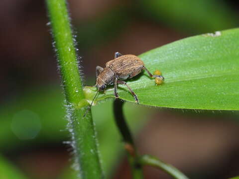 Image de Fidia gracilicornis