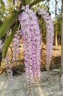 Слика од Rhynchostylis retusa (L.) Blume