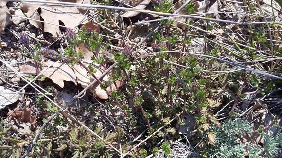 صورة Veronica capsellicarpa Dubovik