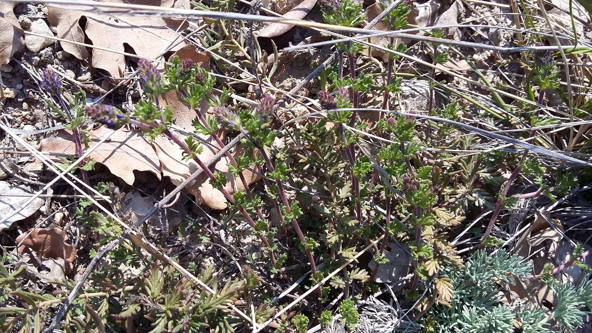 Слика од Veronica capsellicarpa Dubovik