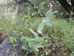 Image of Asclepias elata Benth.