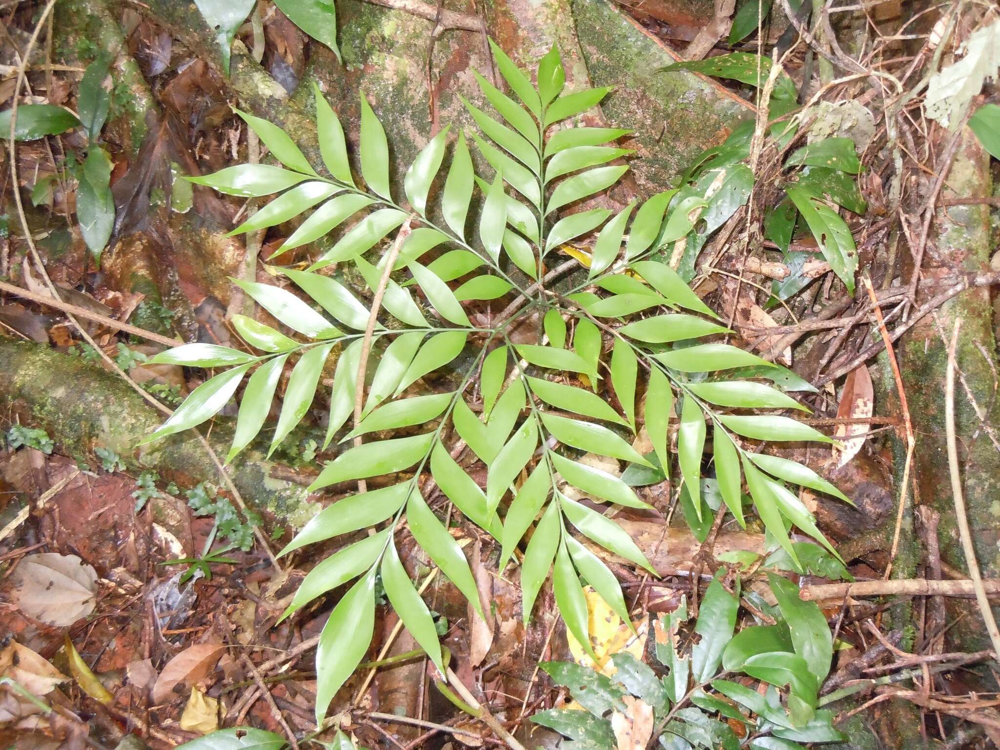 Image de Bowenia