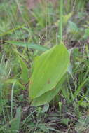 Image of Convallaria keiskei Miq.