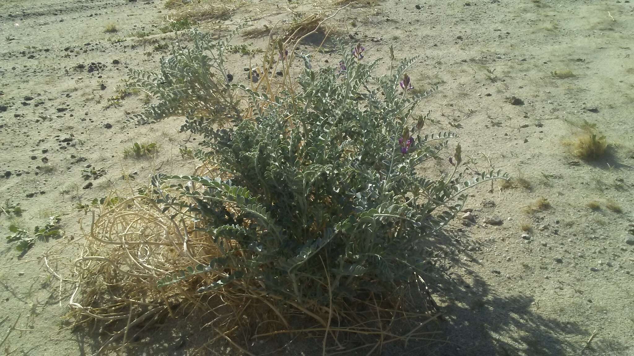 Imagem de Astragalus lentiginosus var. coachellae Barneby