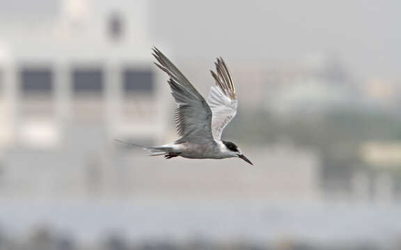 Image of White-cheeked Tern