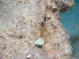 Image of yellowbanded coral shrimp