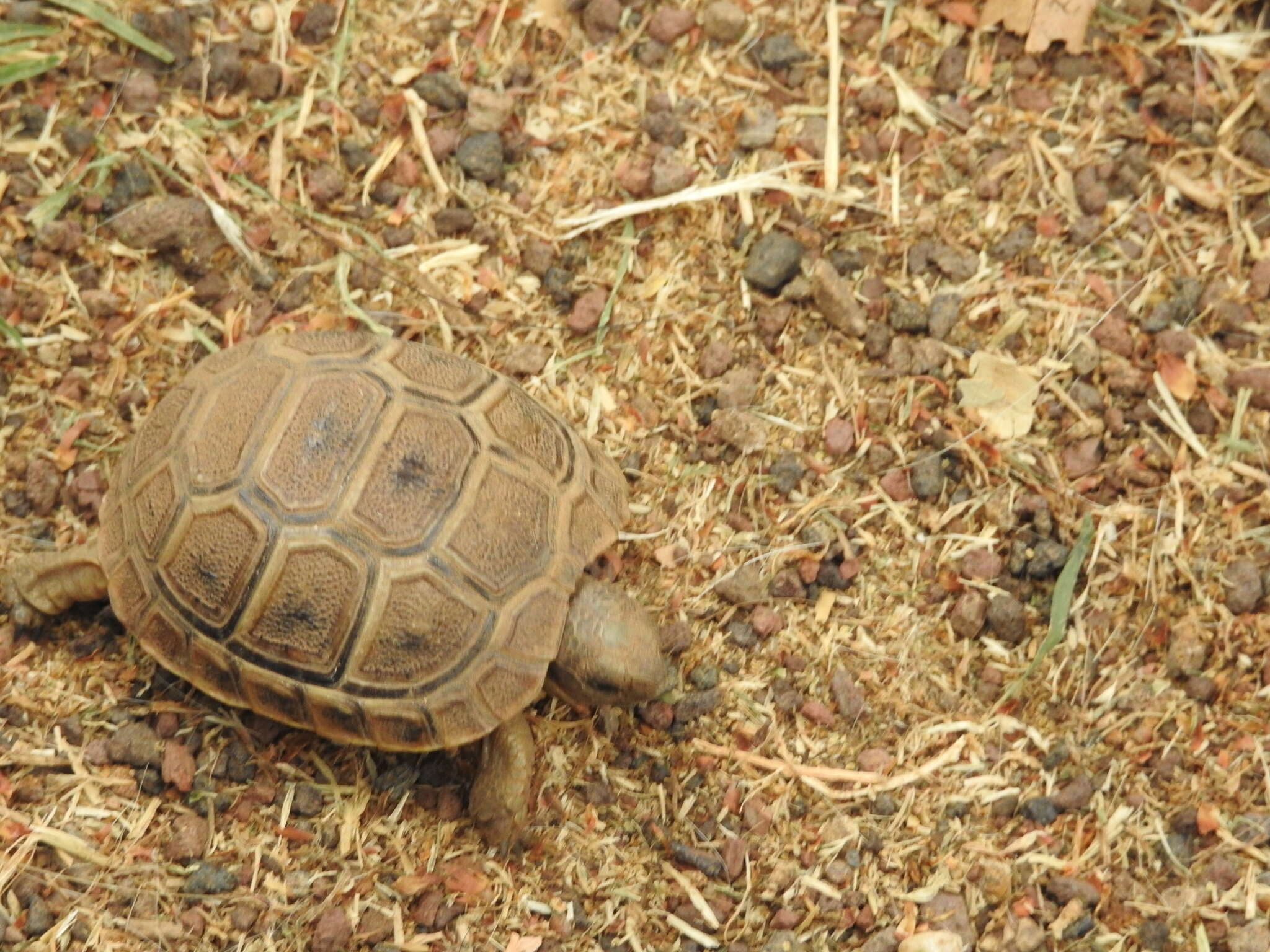 Image of Mediterranean Spur-thighed Tortoise