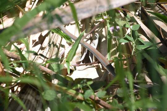 Image of Yellow-Faced Whip Snake