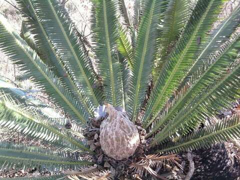 Image of Cycad