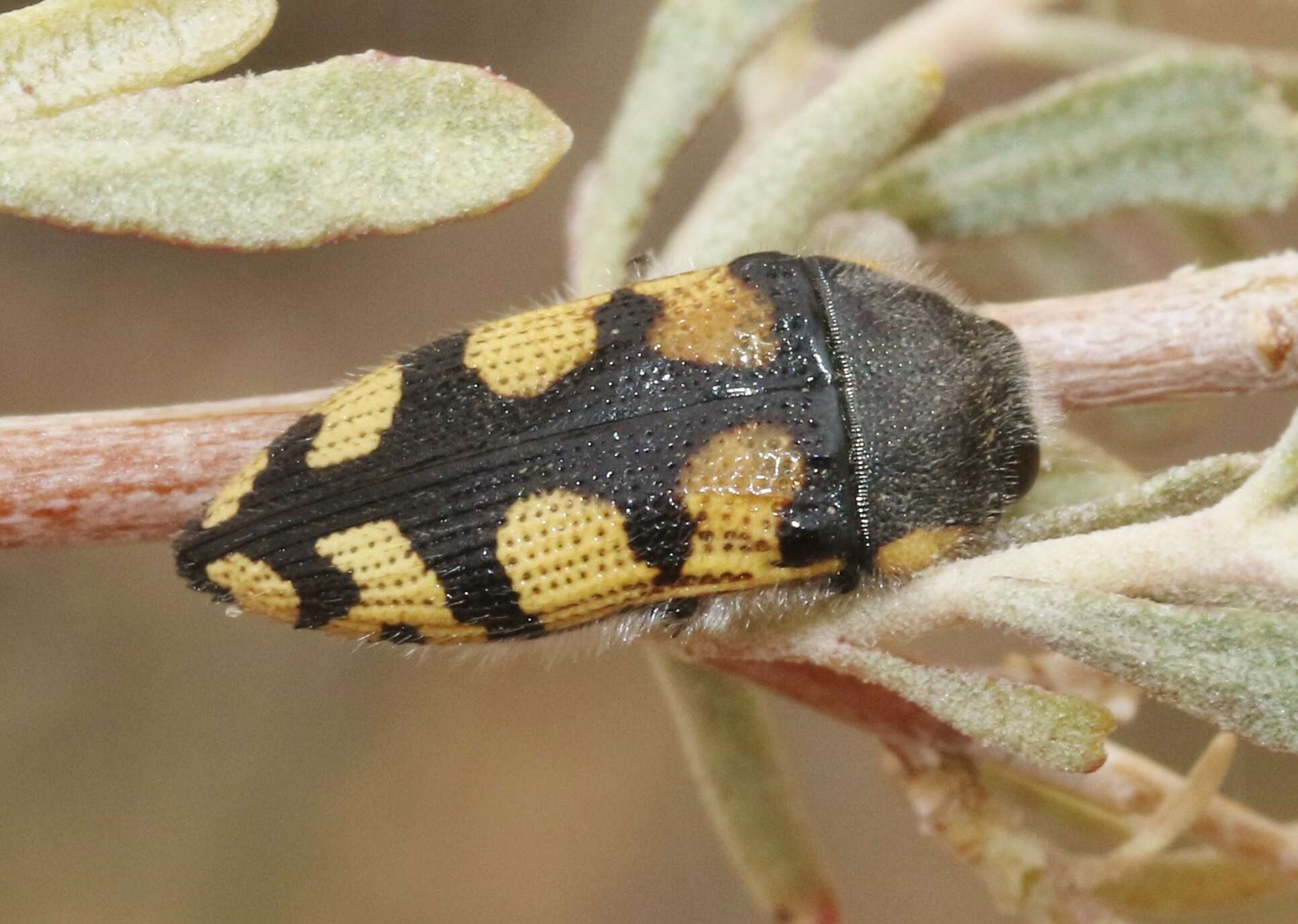 Image de Acmaeodera tuta Horn 1878