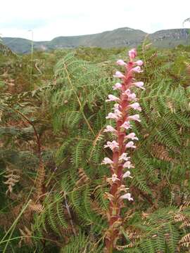 Image of Satyrium macrophyllum Lindl.