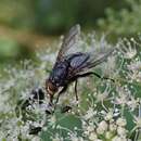 Image of Calliphora subalpina (Ringdahl 1931)