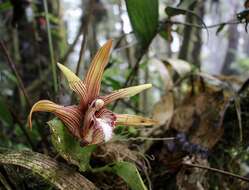 Image of Maxillaria striata Rolfe