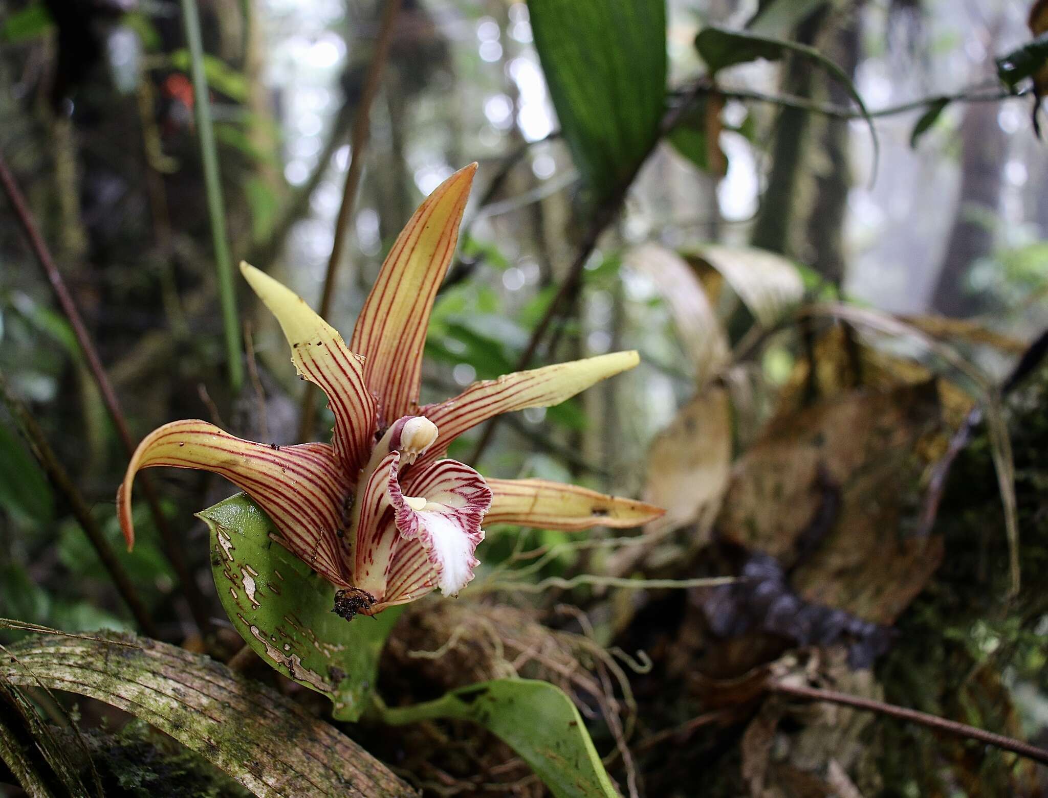 Image of Maxillaria striata Rolfe