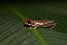 Image of Koechlin's Treefrog