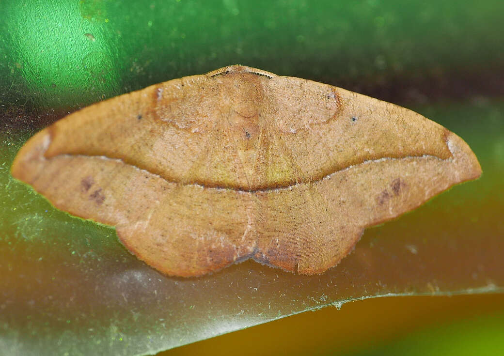 Image of Juniper-twig Geometer