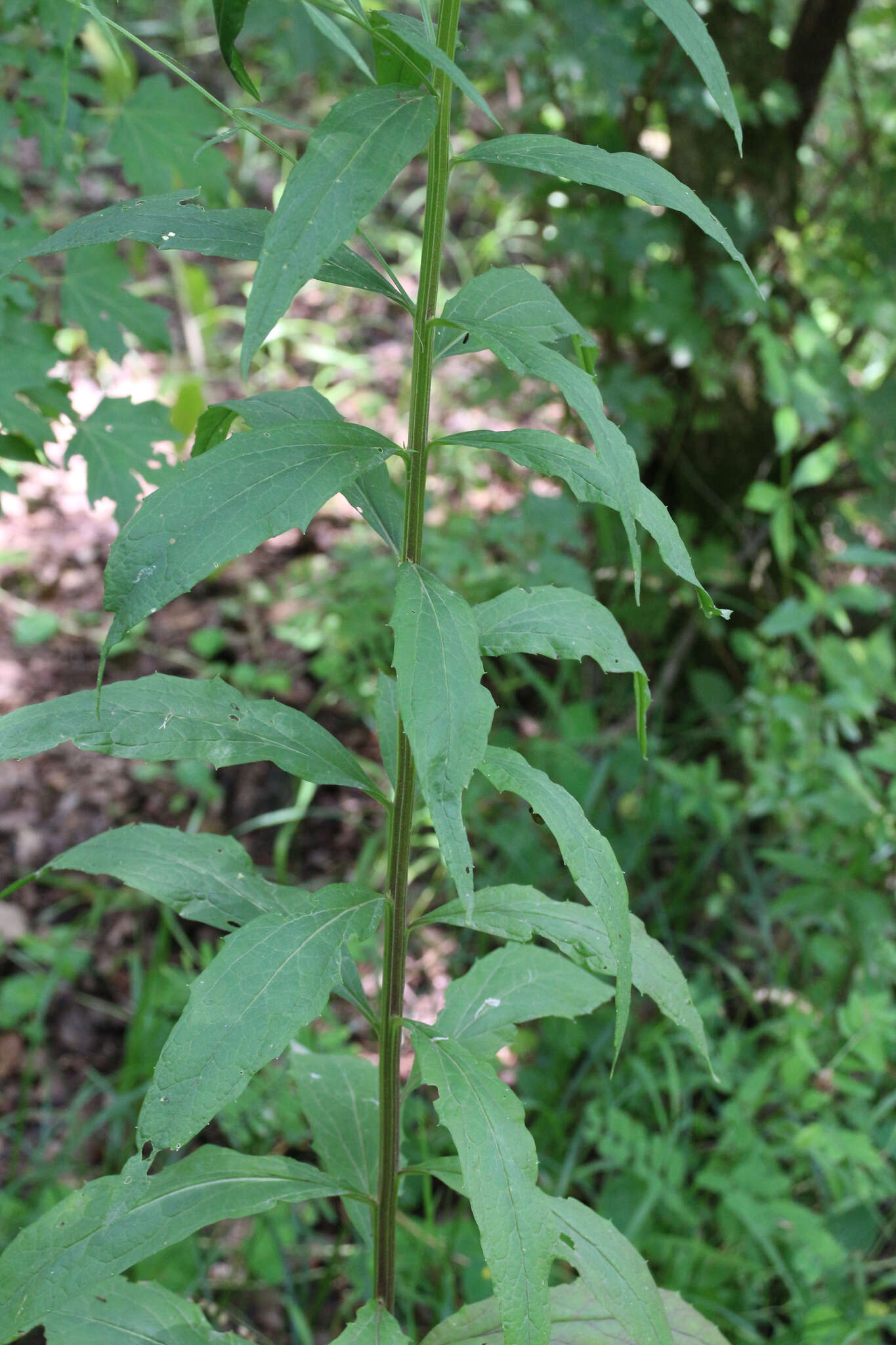 Image of Erysimum aureum M. Bieb.