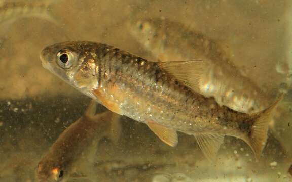 Image of Lowveld Largescale Yellowfish