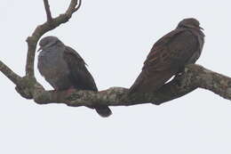 Image of Dusky Turtle Dove