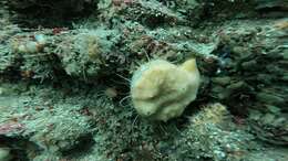 Image of Purple scallop sponge