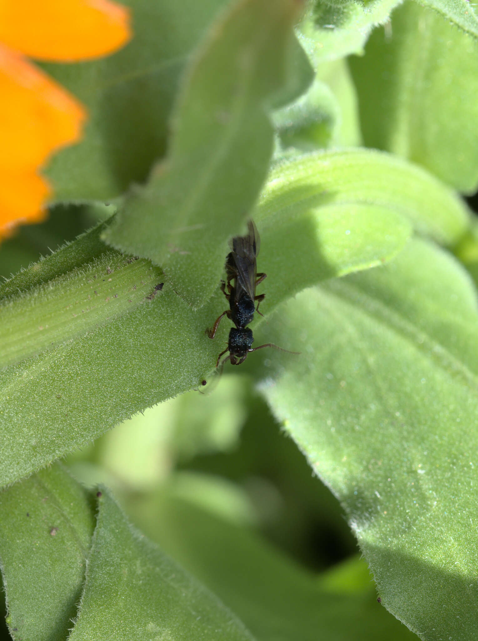 Image of Rhytidoponera confusa Ward 1980