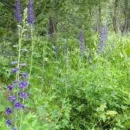 Image of Sierra larkspur