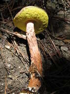 Sivun Aureoboletus russellii (Frost) G. Wu & Zhu L. Yang 2016 kuva