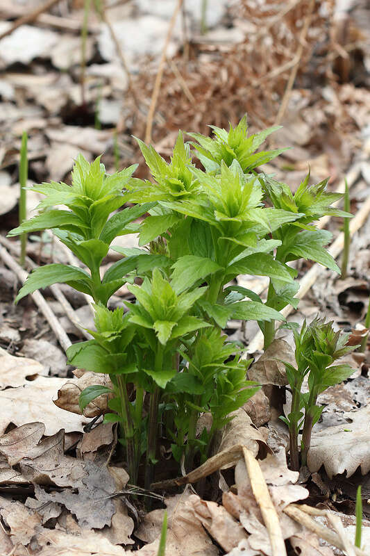 Imagem de Adenophora liliifolia (L.) A. DC.