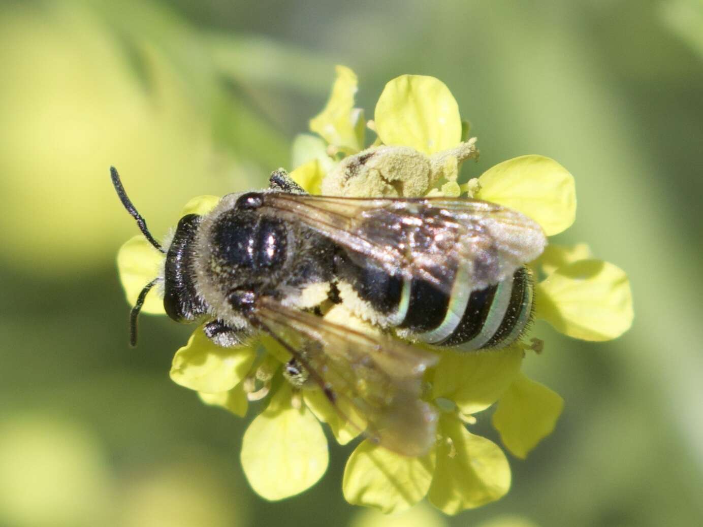 Image of Nomia melanderi Cockerell 1906