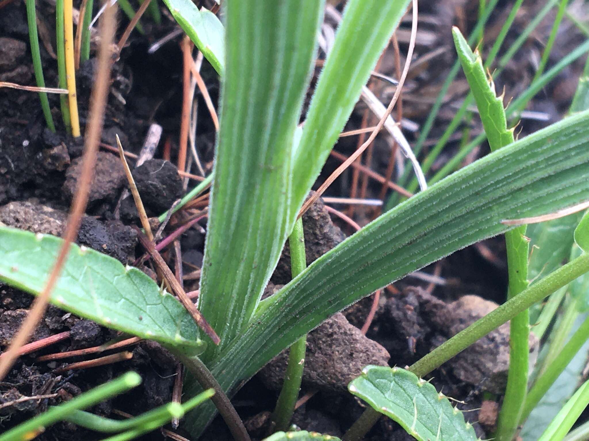 Hesperantha pubinervia Hilliard & B. L. Burtt的圖片