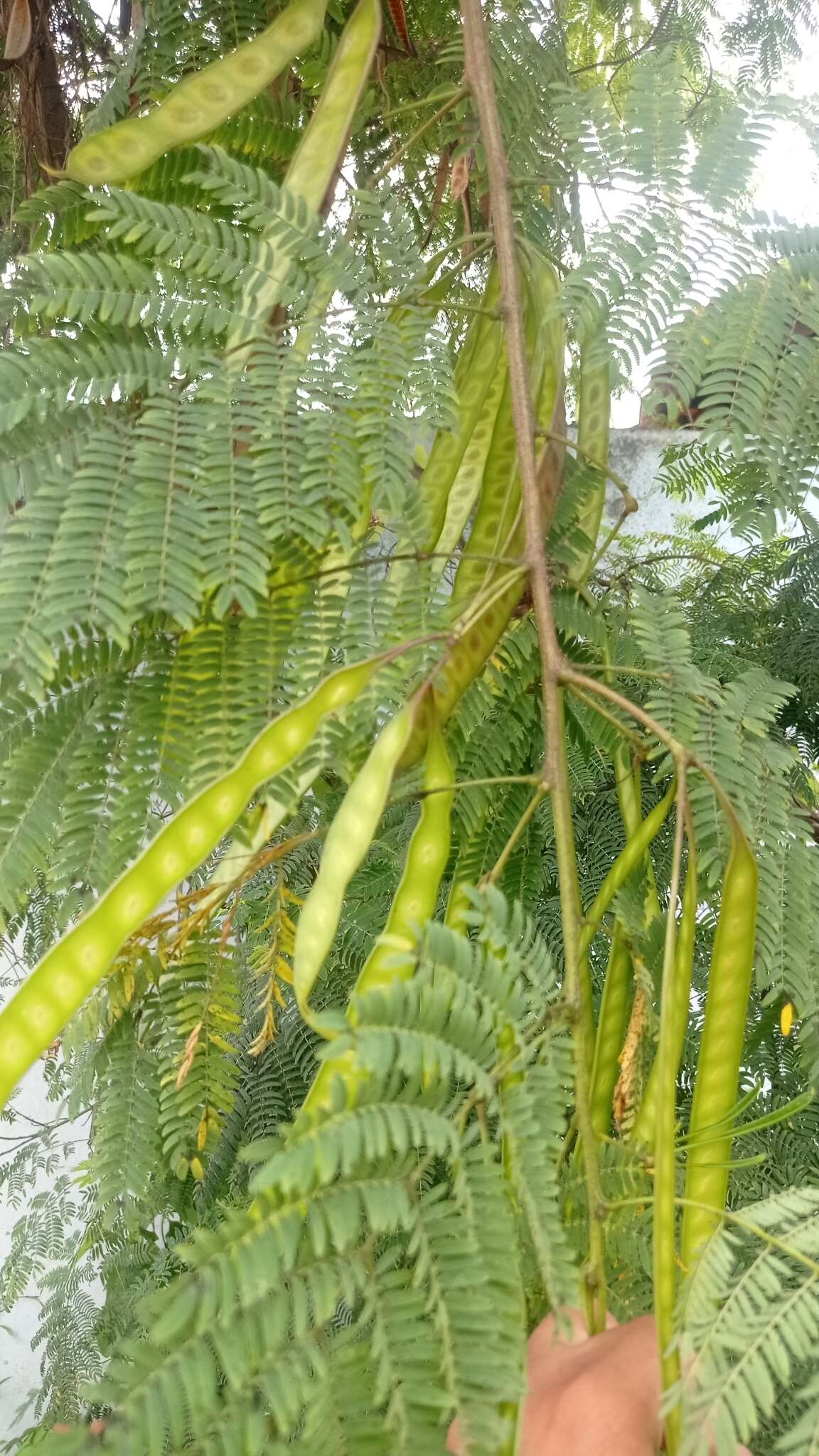 Plancia ëd Leucaena leucocephala subsp. leucocephala