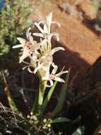 Image of Babiana spathacea (L. fil.) Ker Gawl.