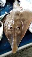 Image of Indonesian shovelnose ray