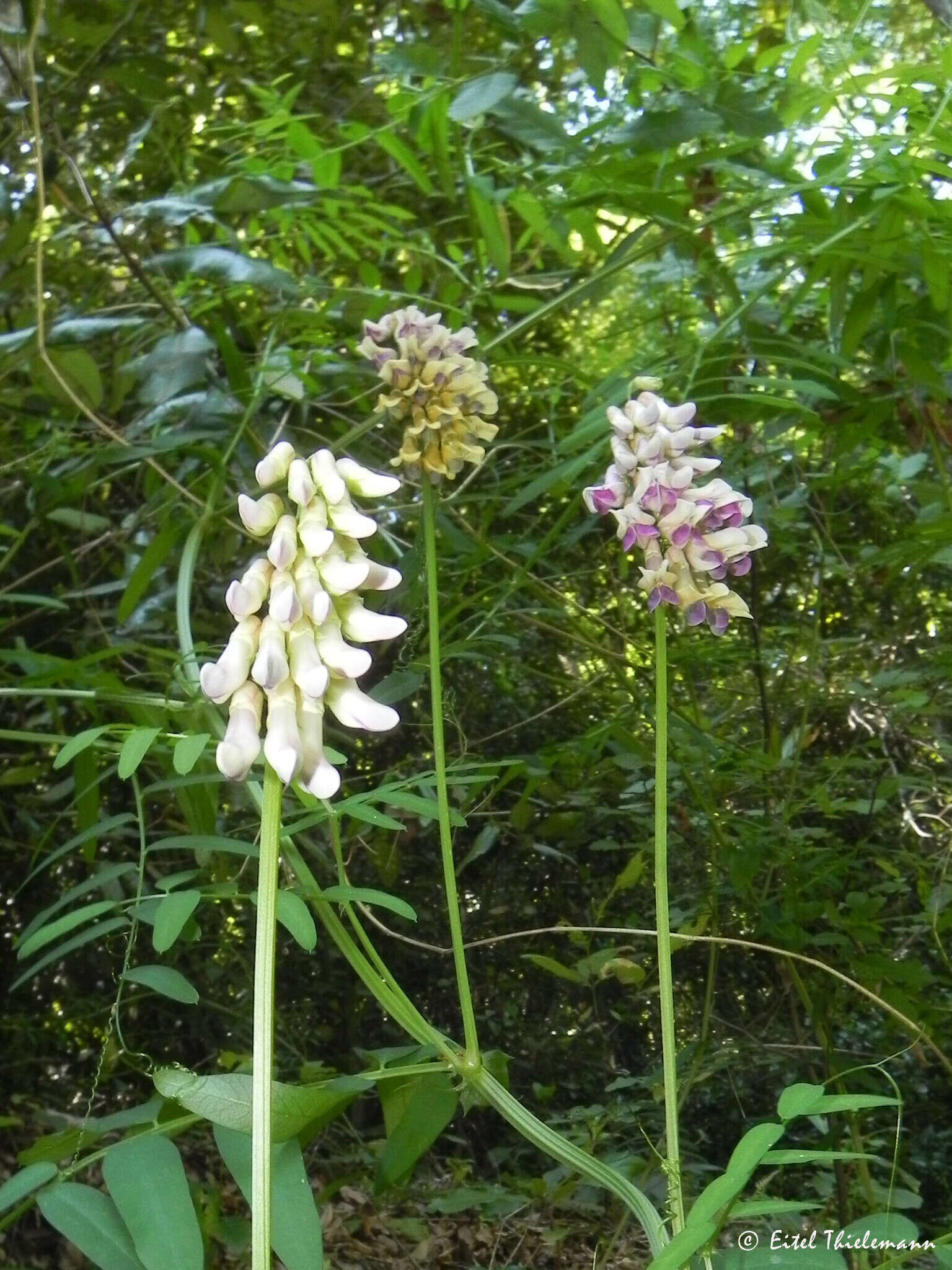 Vicia nigricans Hook. & Arn. resmi