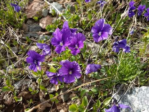 Image of Viola altaica Ker-Gawl.