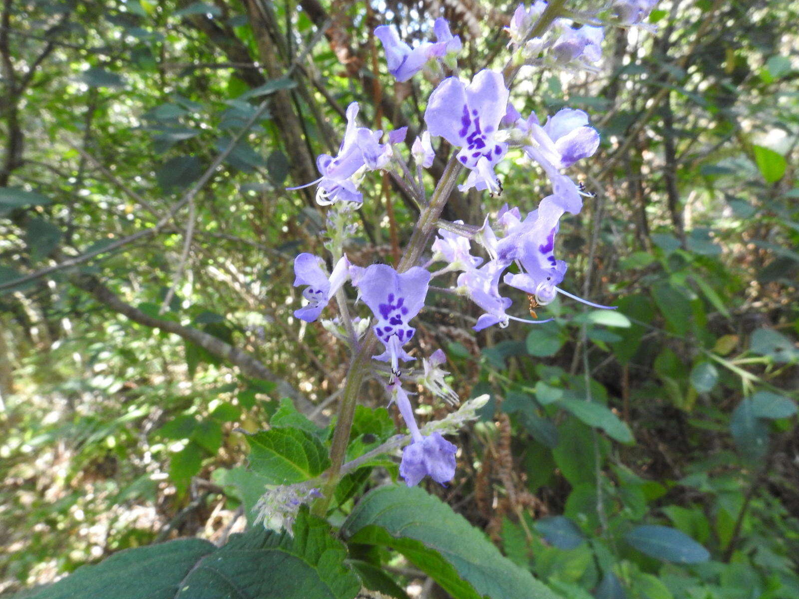 Image of Forest spur-flower